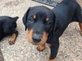 Doberman Bebekleri̇mi̇z