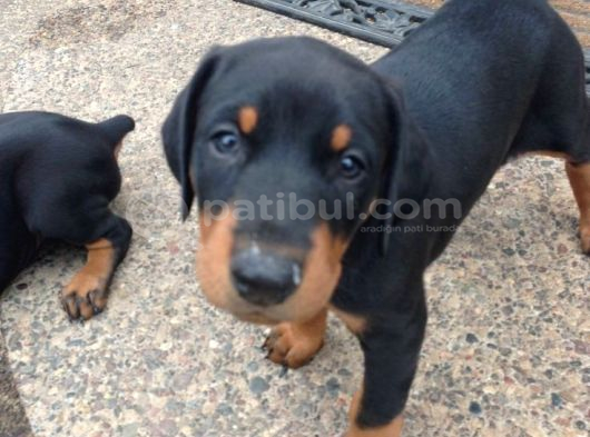 Doberman Bebekleri̇mi̇z görsel