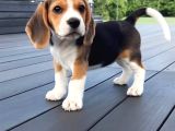 Müthi̇ş Beagle Bebekler