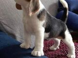 Müthi̇ş Beagle Bebekler