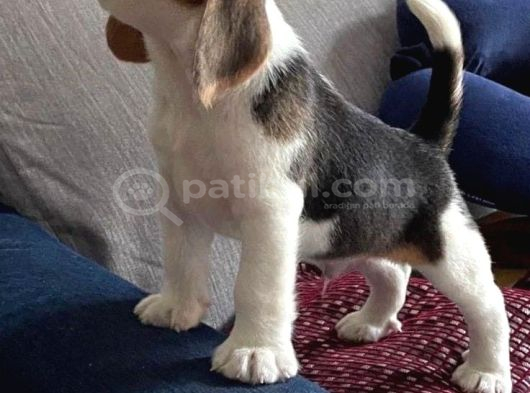 Müthi̇ş Beagle Bebekler görsel