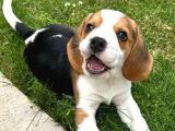 Müthi̇ş Beagle Bebekler