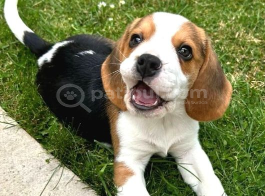 Müthi̇ş Beagle Bebekler görsel