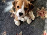 Müthi̇ş Beagle Bebekler