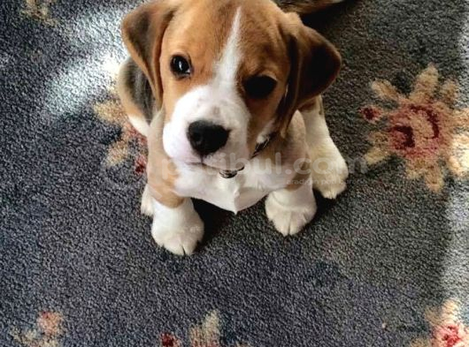 Müthi̇ş Beagle Bebekler görsel