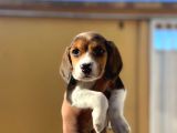 Müthi̇ş Beagle Bebekler