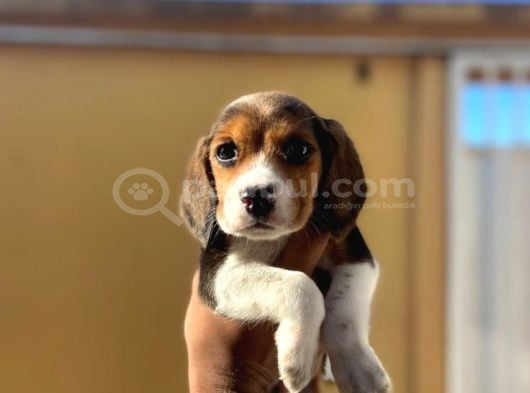 MÜTHİŞ BEAGLE BEBEKLER