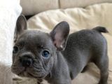 French Bulldog Yavrularım
