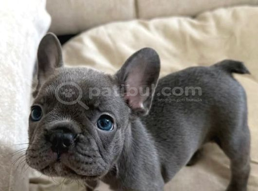 French Bulldog Yavrularım görsel