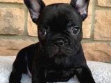 French Bulldog Yavrularım