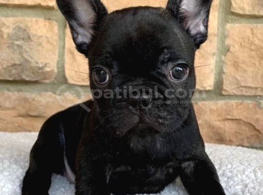 French Bulldog Yavrularım görsel