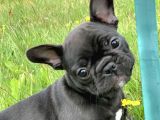 French bulldog yavrularım