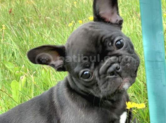 French Bulldog Yavrularım