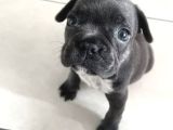 French Bulldog Yavrularım