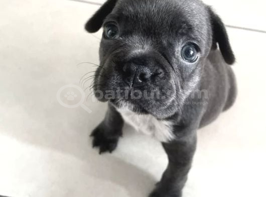 French Bulldog Yavrularım görsel