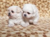 Vecihiden Mini Safkan Pekines Bebekler