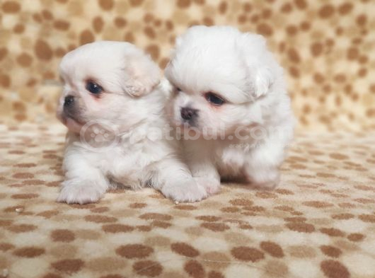 Vecihiden Mini Safkan Pekines Bebekler görsel