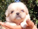 Vecihiden Mini Safkan Pekines Bebekler