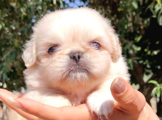 Vecihiden Mini Safkan Pekines Bebekler görsel