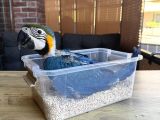 Yasal Belgeli̇ Bebek Yavru Sarilaci̇vert Macaw Papağani