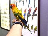 Güneş Konur Papağanı Full Evcil Konuşan