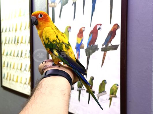 Güneş Konur Papağanı Full Evcil Konuşan görsel