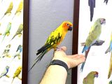 Güneş Konur Papağanı Full Evcil Konuşan