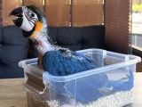 Yasal Belgeli̇ Bebek Yavru Sarilaci̇vert Macaw Papağani