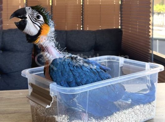 YASAL BELGELİ BEBEK YAVRU SARILACİVERT MACAW PAPAĞANI
