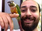 Konur Papağanı Full Evcil Eğitimli Konuşan