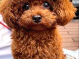 Toy Poodle Bebişlerimiz Aşılı Ve Teslime Hazır
