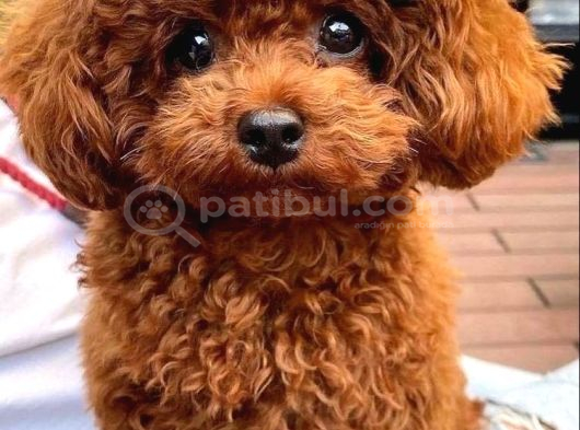 Toy Poodle Bebişlerimiz Aşılı Ve Teslime Hazır görsel