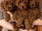 Toy Poodle Bebişlerimiz Aşılı Ve Teslime Hazır