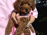 Toy Poodle Bebişlerimiz Aşılı Ve Teslime Hazır