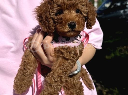 Toy Poodle Bebişlerimiz Aşılı Ve Teslime Hazır görsel