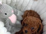 Toy Poodle Bebişlerimiz Aşılı Ve Teslime Hazır