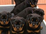 Saf Kan Rotweiler Yavrularımız Teslime Hazır