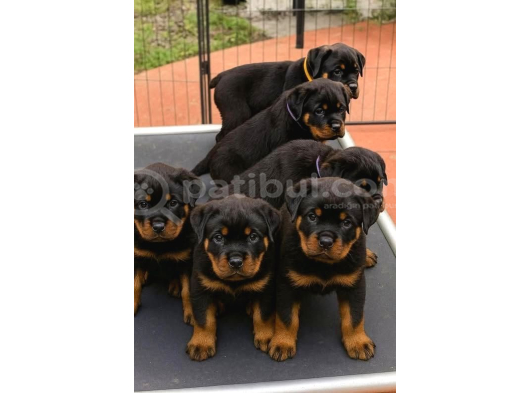 Saf Kan Rotweiler Yavrularımız Teslime Hazır görsel