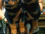 Saf Kan Rotweiler Yavrularımız Teslime Hazır