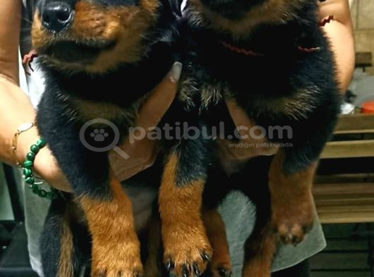 Saf Kan Rotweiler Yavrularımız Teslime Hazır görsel
