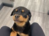Saf Kan Rotweiler Yavrularımız Teslime Hazır