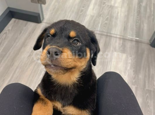 Saf Kan Rotweiler Yavrularımız Teslime Hazır görsel
