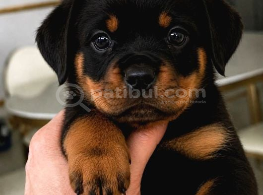 Saf Kan Rotweiler yavrularımız Teslime Hazır