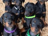 Saf Kan Doberman Yavrularımız Teslime Hazır