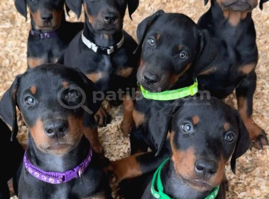 Saf kan doberman yavrularımız teslime hazır