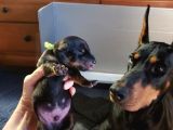 Saf Kan Doberman Yavrularımız Teslime Hazır