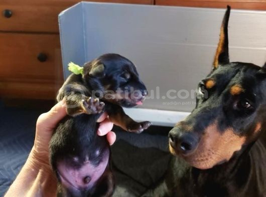 Saf Kan Doberman Yavrularımız Teslime Hazır görsel