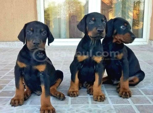 Saf Kan Doberman Yavrularımız Teslime Hazır görsel