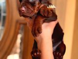 Saf Kan Kızıl Doberman Yavrularımız Teslime Hazır