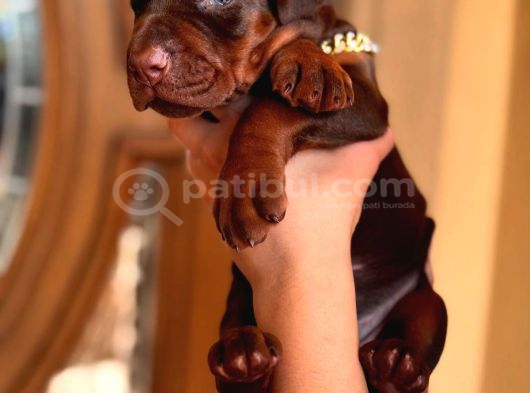 Saf Kan Kızıl Doberman Yavrularımız Teslime Hazır görsel